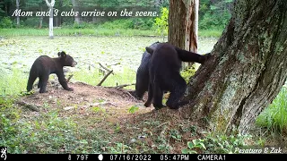 Bears Digging Wasp Nest from Tree
