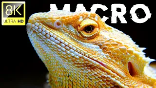 Nature in Macro | Collection in 8K ULTRA HD (60 FPS) | Satisfying Film With Relaxation Music | 01