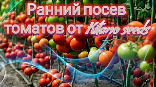 Ранний посев томатов от KITANO SEEDS. Флоксы друмонда, кустовые виолы. Не пропусти. ПОЗНАВАТЕЛЬНО!!!