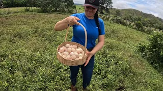 FARTURA NA ROÇA INACREDITAVEL A QUANTIDADE DE OVOS QUE ENCONTRAMOS E TIVEMOS UMA SURPRESA