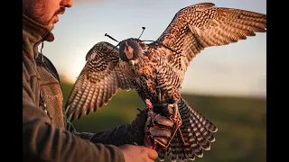 Falconry in Spain 2023, rabbit/partridge. + Duck hunting @ falconsbridge! (Cetrería España)