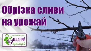 Обрізка сливи на урожай. Обрізка сливи чашею