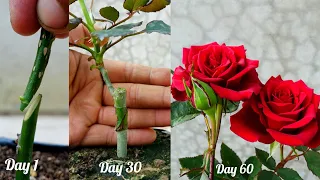 Rose Grafting | New method of grafting roses very simple
