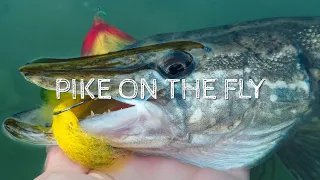 CATCHING PIKE IN CRYSTAL CLEAR WATER | Fly Fishing for big Pike