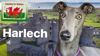 GREYHOUND shows you HARLECH CASTLE ruins