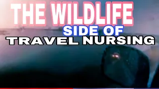 The Wildside of Travel Nursing Ft. Merced National Wildlife Refuge California