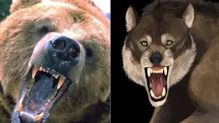 Bear vs wolf || fight for food