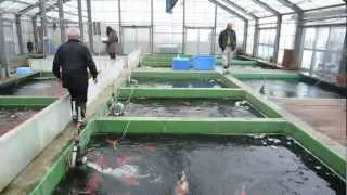 Niigata Japan Koi Fish Farm Tour - Breeder: Shinoda Koi Farm