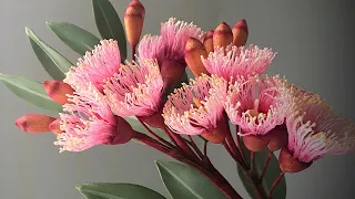 Gum paste eucalyptus flower colouring tutorials