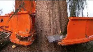 Dangerous Fast Destroy Big Tree Machine Working - Extreme Equipment Cutting Tree Machine