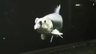 [🔴]GOLIATH TIGER FISH ikan ganas asal afrika