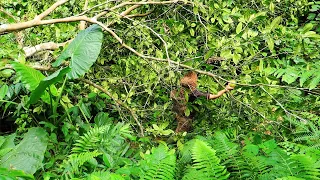 A Lot Of Wild Fruits, Wild Food: Survival Alone In The Rainforest | EP.85