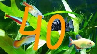 Stocking ideas for 40 gallon / 150 Liter (Litre) fish tank. Fish combinations for medium aquarium