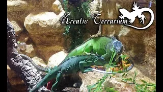 🦎 grüner Leguan im Terrarium - Kreativ Terrarium