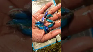 How to increase betta growth/ method and secret for faster growth of fish fry’s