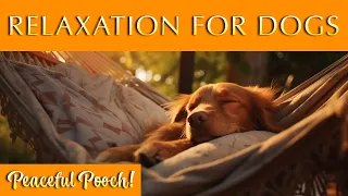 Soothing Music for Dogs 🐶 Gentle Ambience for Peaceful Pooches