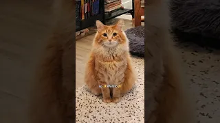 The universe will be 🔺 #animals #cat #catvideos #cute #cutecat #pets #funny #cuteanimals #catlover