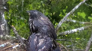 Eaglets just hanging out on the edge.   June 2, 2024