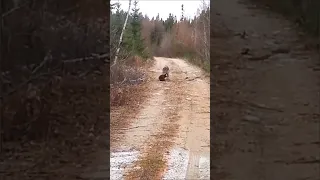 Нападение волка! Волк против бобра. Охота.