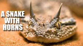 Desert Horned Viper Facts: a SNAKE with HORNS 🐍 Animal Fact Files