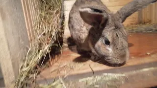 Дёшево и сердито!!! Самая самая бюджетная поилка и кормушка для кроликов. Дешевле не придумаешь...