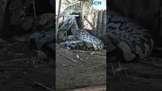 Giant python eats whole cow alive
