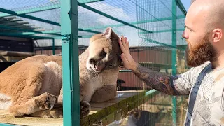 VERY AFFECTIONATE PUMICH / Cougar Nala lets people pet her / Pig steals apples and eats barbecue