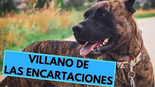 Villano de Las Encartaciones - TOP 10 Interesting Facts