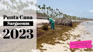 Sargassum Beach Report August 2023 Punta Cana, Lopesan, Barcelo, Palladium, Occidental, Bavaro Prin.