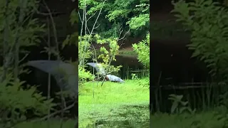 Heron vs. Heron • Bungle in the Jungle • Jethro Tull #shorts #birds #bird #animals #nature #wildlife