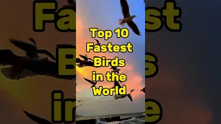 Top 10 Fastest Birds in the World #shorts