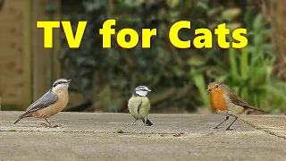 Cat TV ~ Birds in The Backyard for Cats to Watch