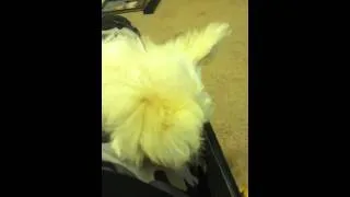 Maltese falling asleep