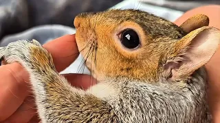 How to pet a squirrel and get hugs