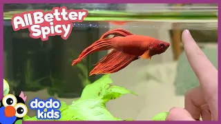 Sick Fish Who Can Barely Swim Needs Our Help! | Dodo Kids | All Better