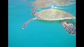 maldives house reef snorceling vilamendhoo 2021