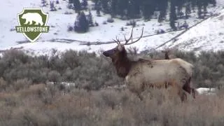 Yellowstone Elk Migrate to National Elk Refuge in Jackson Hole