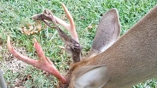 Rescued Buck Shedding Velvet