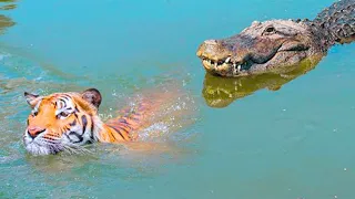 15 Times Animals Messed With The Wrong Crocodile