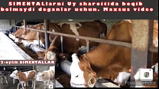 KIM aytdi UY sharoitida SIMENTAL Mollarni🐂 boqib BOLMAYDI deb? Mana BOQSA bolar ekanku!