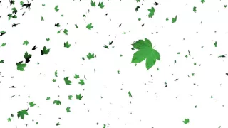 Leaves Falling Animation-White Screen Effect