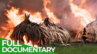 The Dangerous Fight Against Elephant Poaching | Giving Nature A Voice | Free Documentary Nature