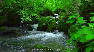 Relaxing Nature Sounds of the Forest, Birds Chirping 🦜, Peaceful Stream