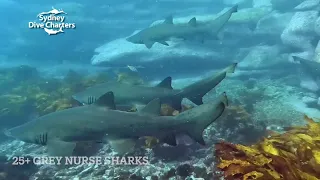 Spectacular Shark Diving Conditions Scuba Dive Bluefish Point Shark Dive Site