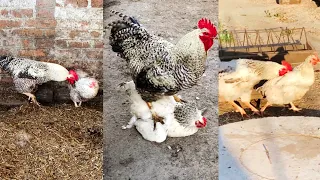 Rooster love | Rooster aggression |  Moments