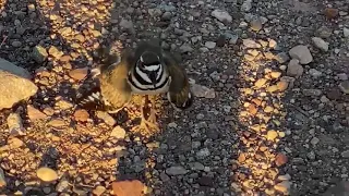 Angry Bird! Killdeer Screaming GTFO!!!