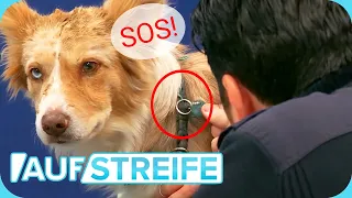 Hilferuf per Hund! Vermisste Person in akuter NOTLAGE! | Auf Streife | SAT.1