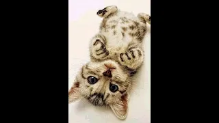 anti stress anti anxiety cute funny cat videos