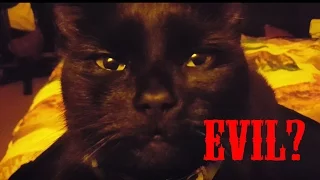 Are Black Cats Evil? | Halloween Video