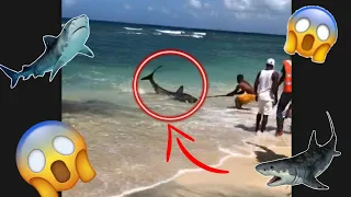 Shark Sighted And Captured In Grenada